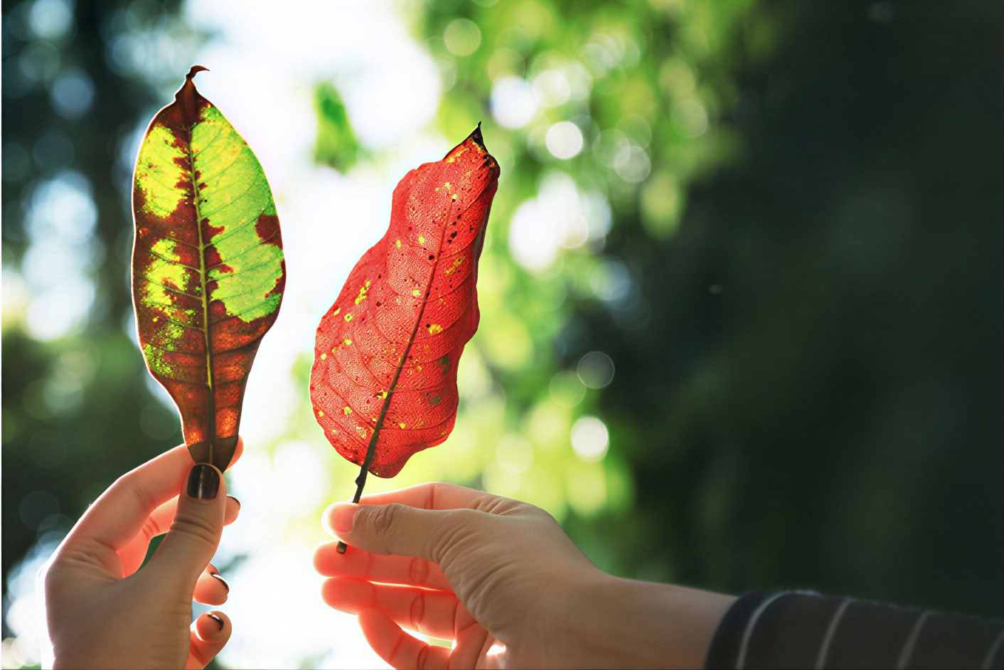 5 dage og 4 nætter mindfulness-rejse