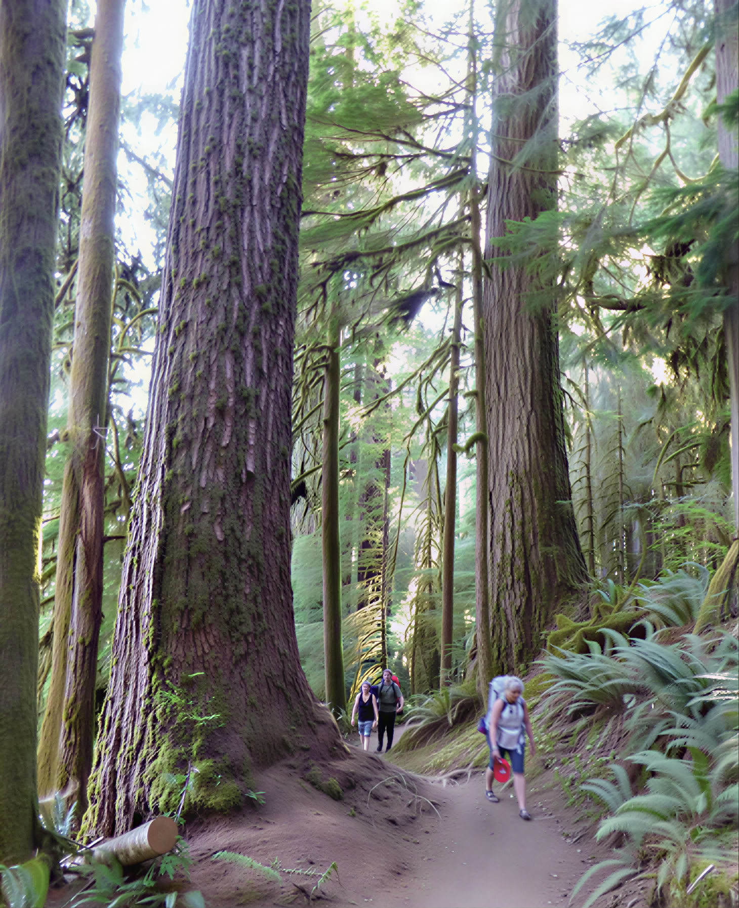 Retreat med skov- og strandbadning i Olympic National Park