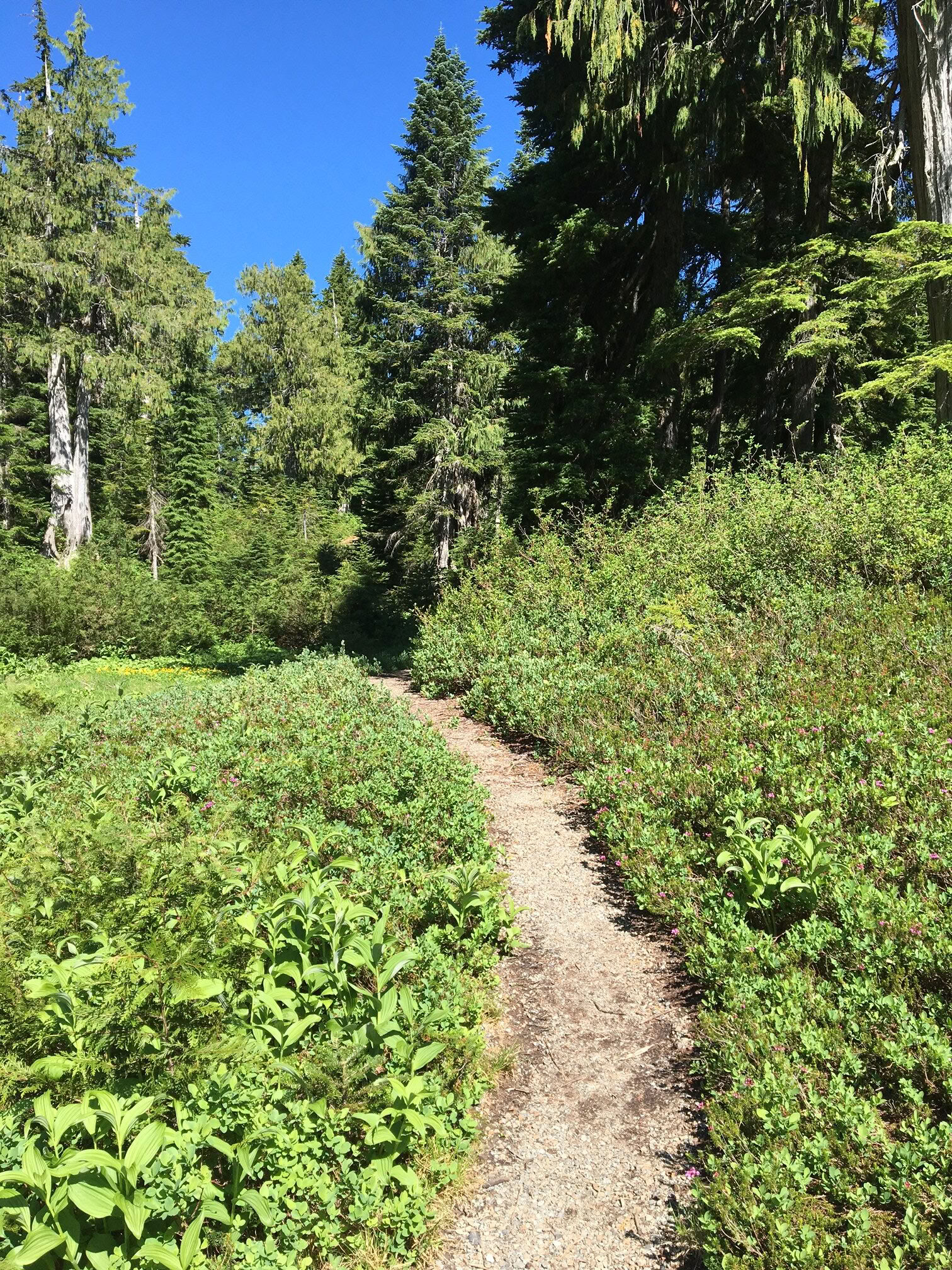 Yoga-, vandre- og helingsretreat ved Fox Creek Falls