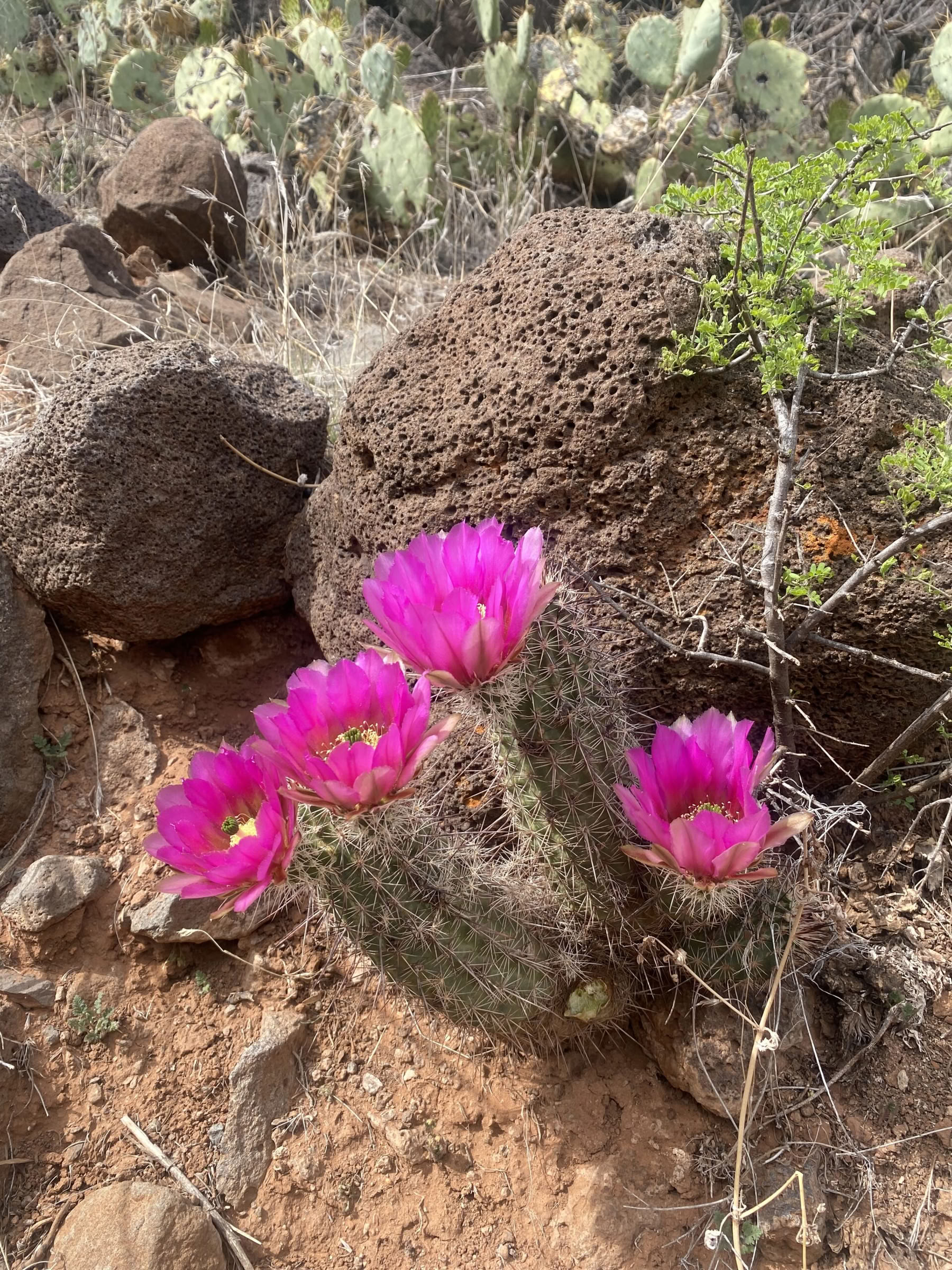 Yoga-, vandre- og healingsretreat i Sedona, Arizona
