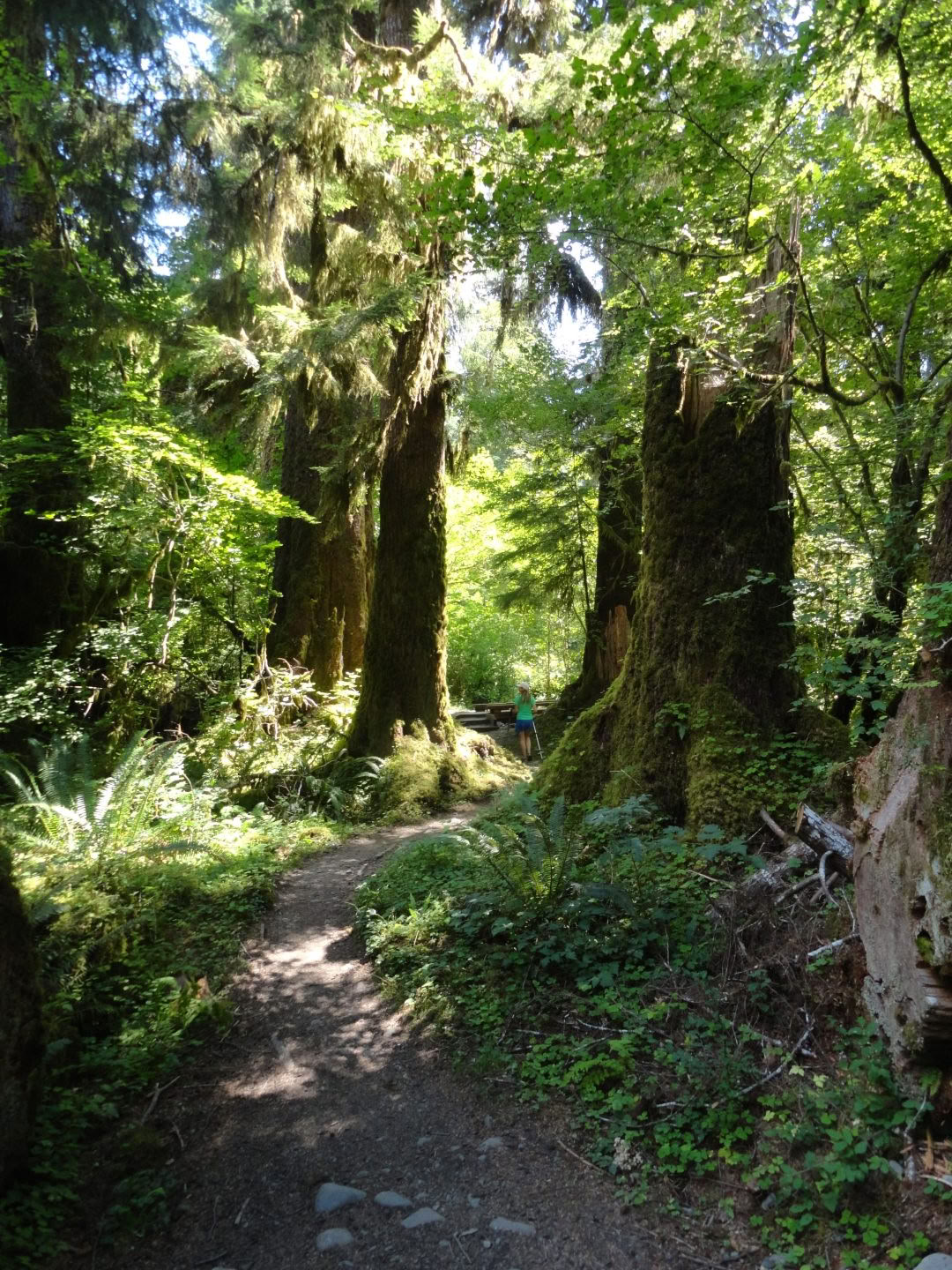 Vandretur på Cascades Old Sauk Trail