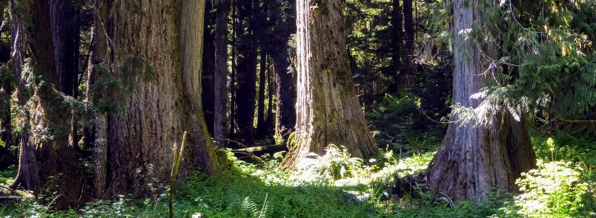 Healing-retreat ved Frog Creek, WA