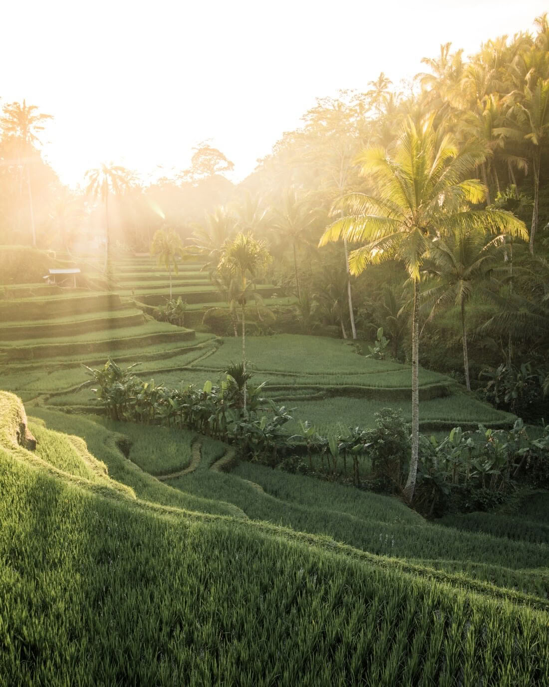 Den integrerede vej: 6-nætters yoga-retreat på Koh Samui, Thailand