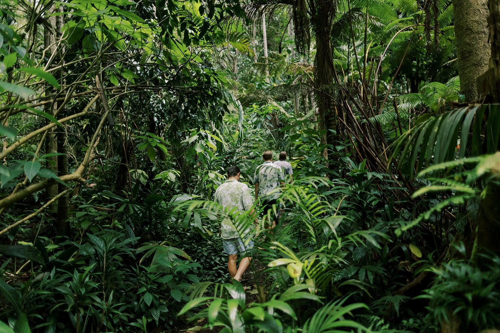 Privat tur i tågeskov - Pantropical Trail (1,5 time)