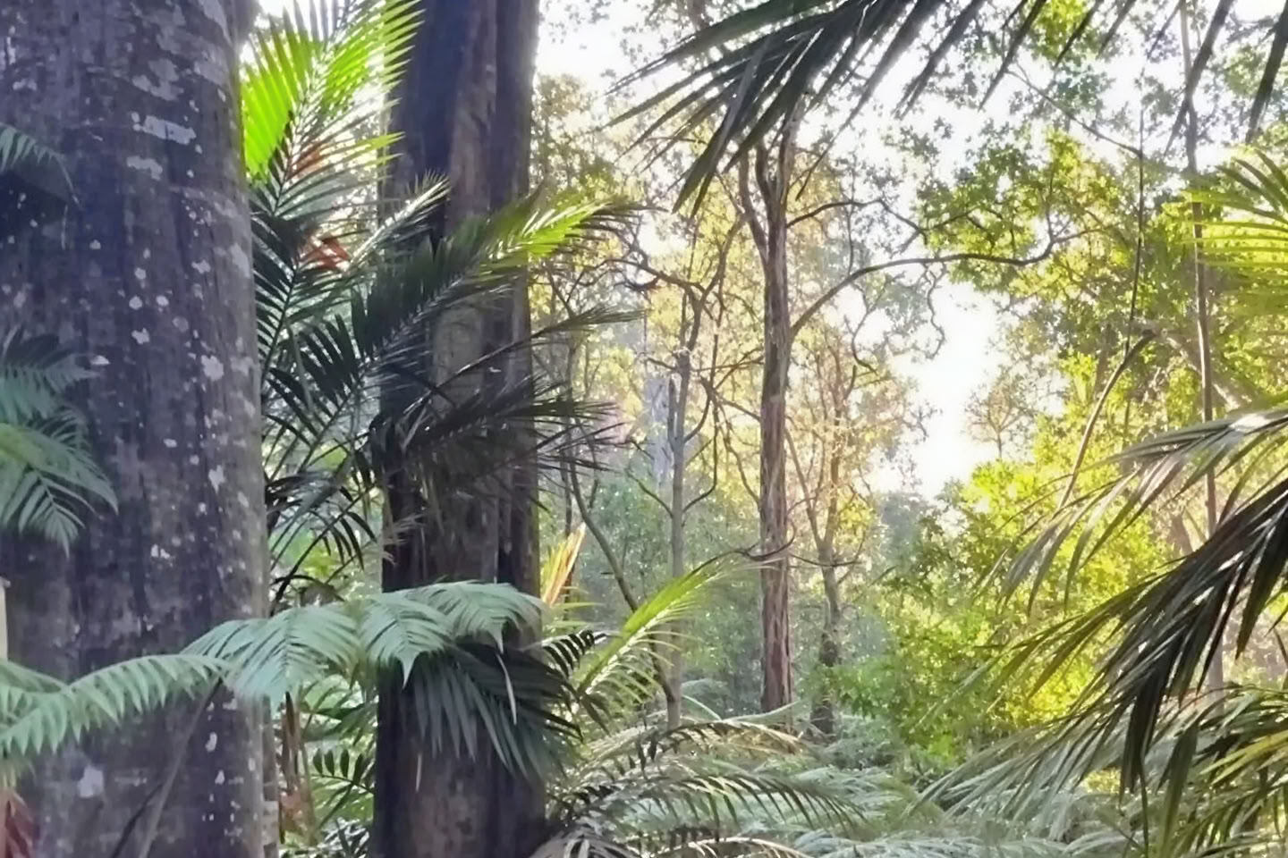 Privat tur i tågeskov - Pantropical Trail (1,5 time)