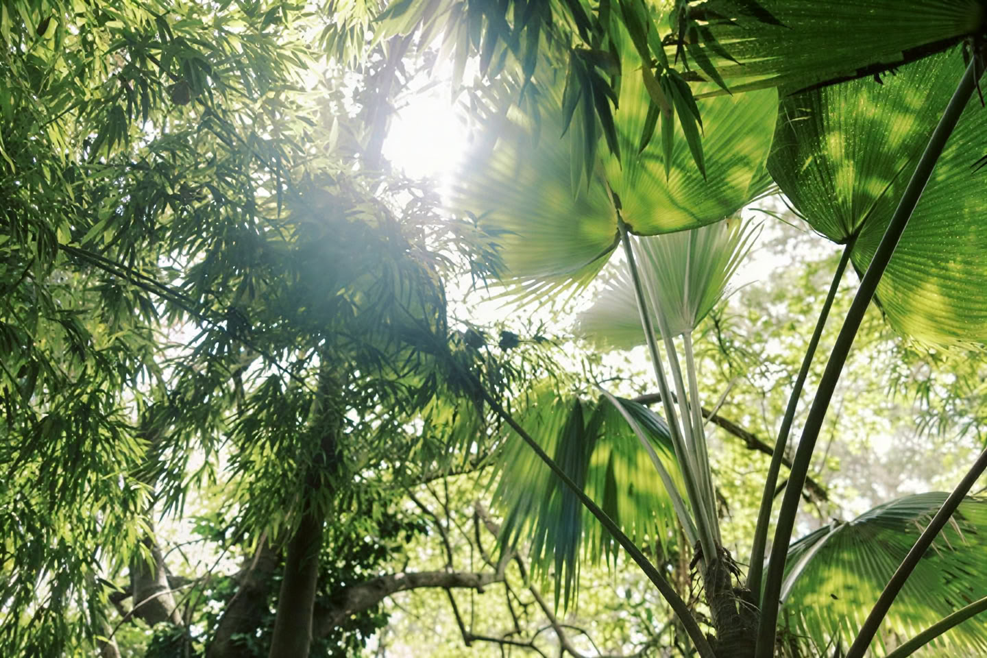 Privat tur i tågeskov - Pantropical Trail (1,5 time)
