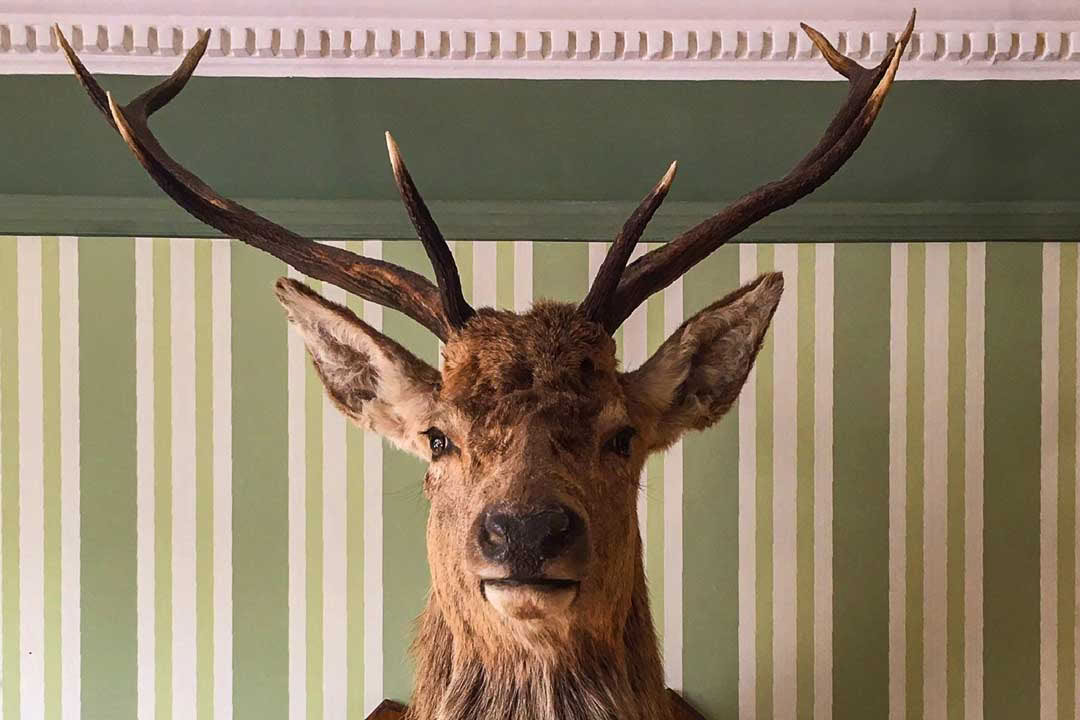 Afslapning ved Rannoch