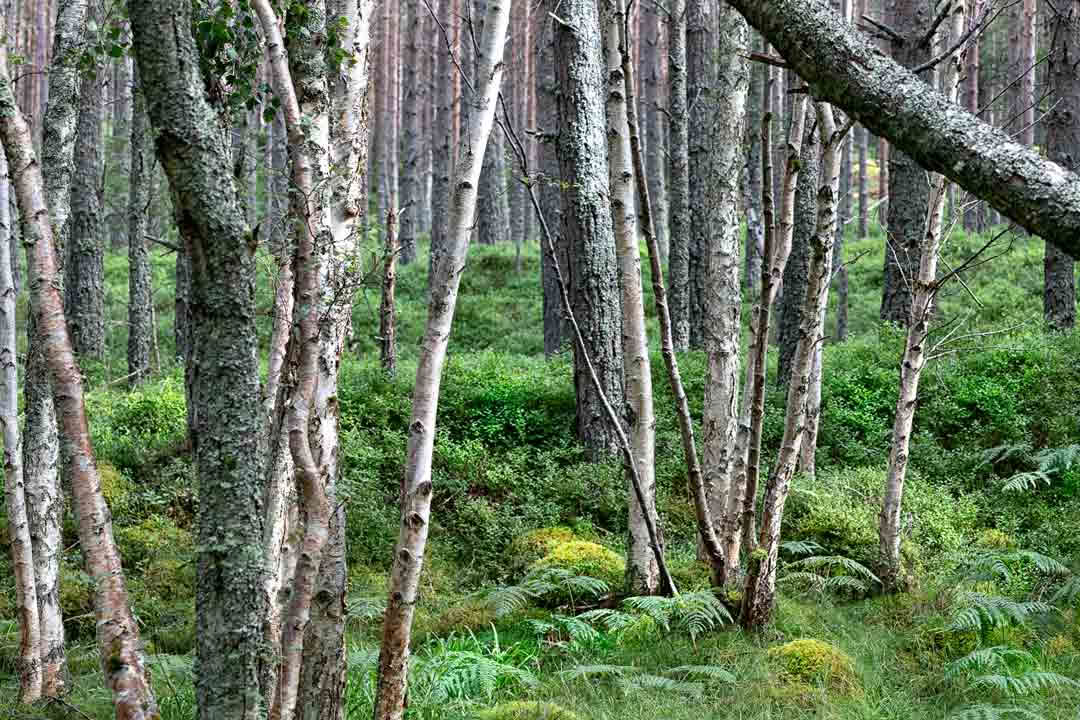 Afslapning ved Rannoch