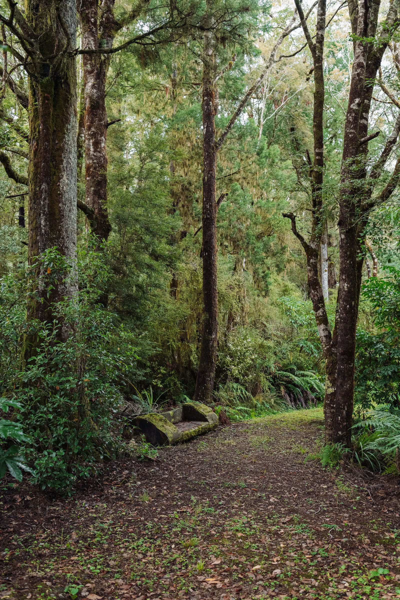 Natur- og yogaretreat – Sydøen, New Zealand med Joan Hyman | Maruia River Retreat: Luksuriøst wellnessresort i New Zealand