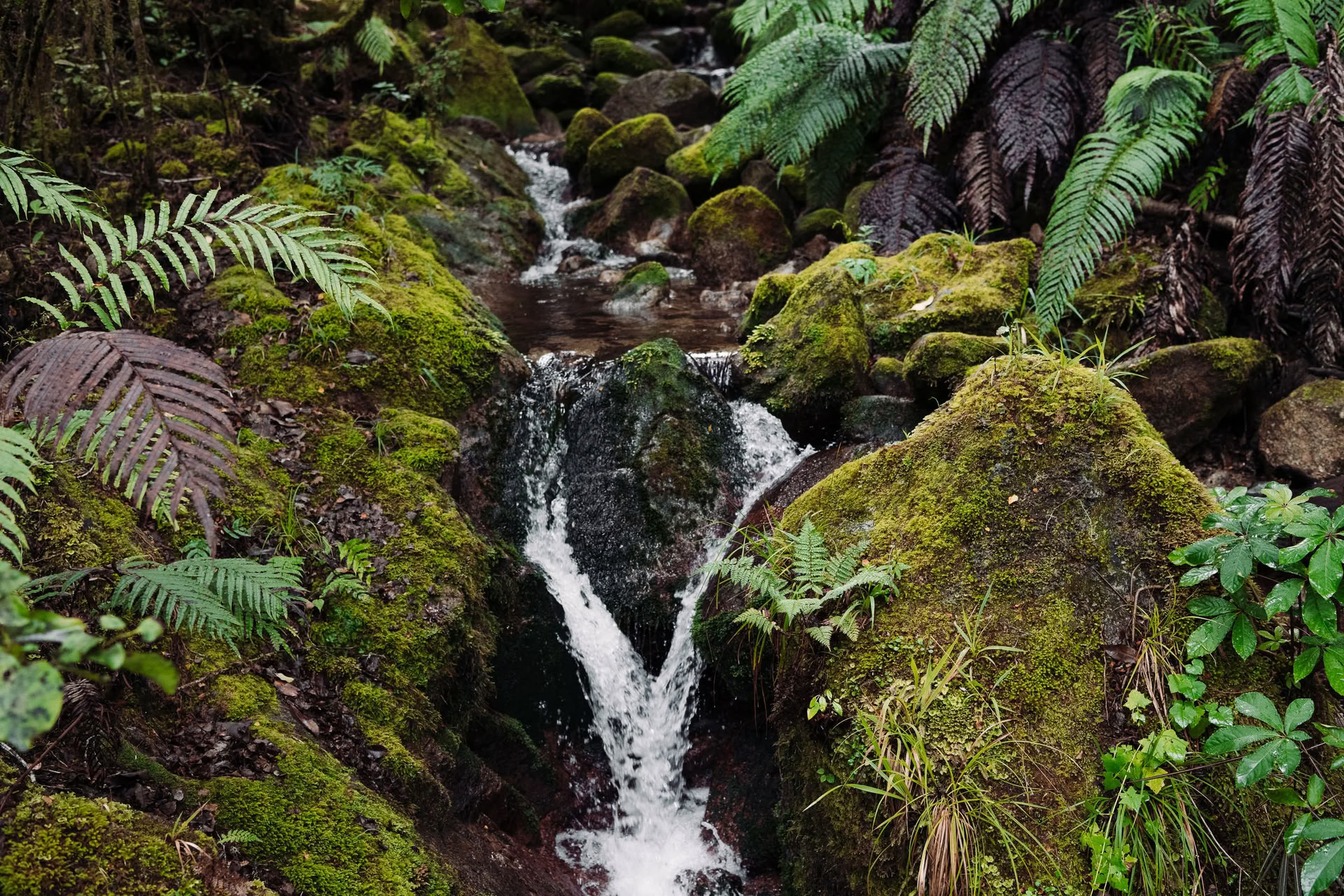 Natur- og yoga-retreat – Sydøen, New Zealand med Joan Hyman