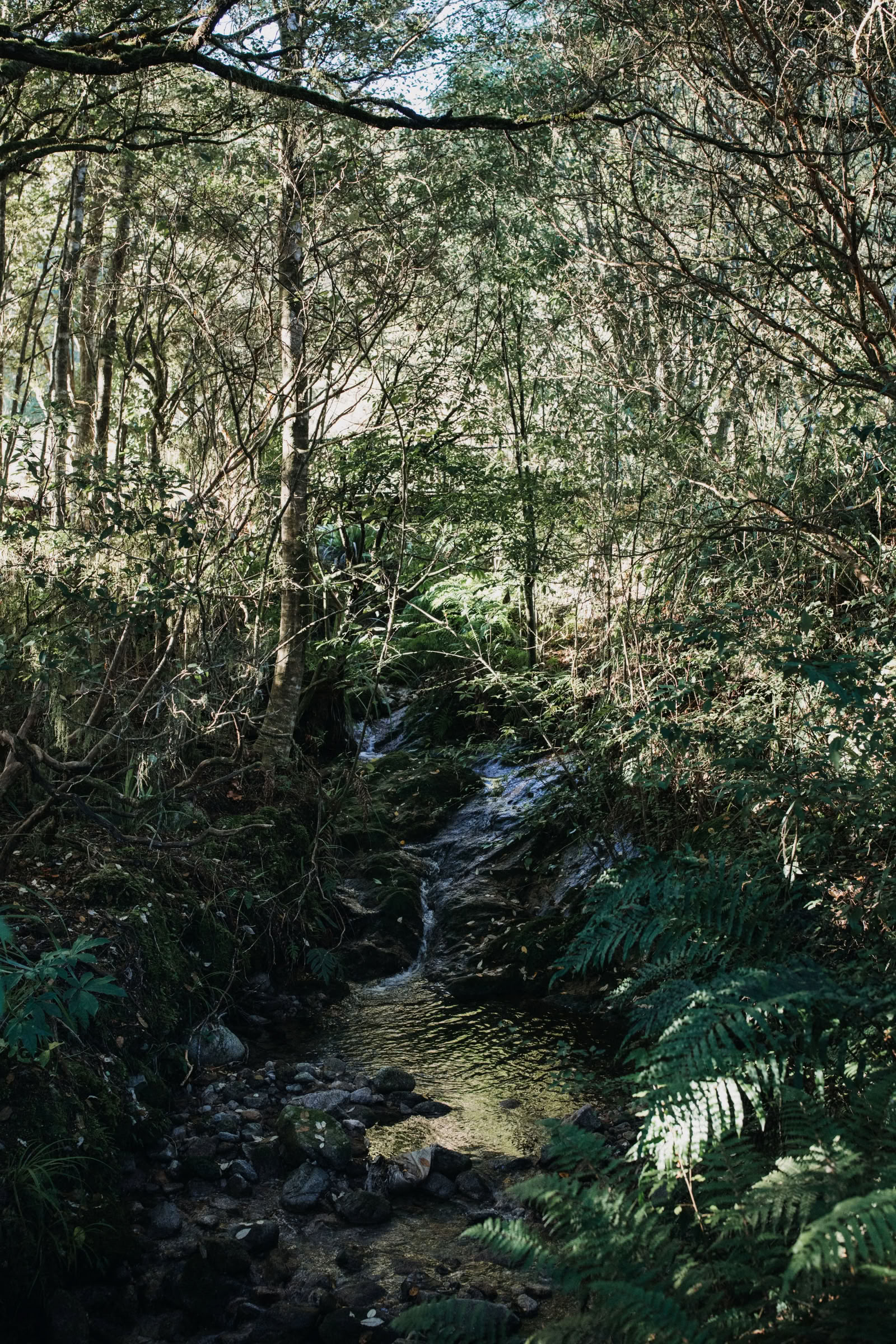 Natur- og yoga-retreat – Sydøen, New Zealand med Joan Hyman