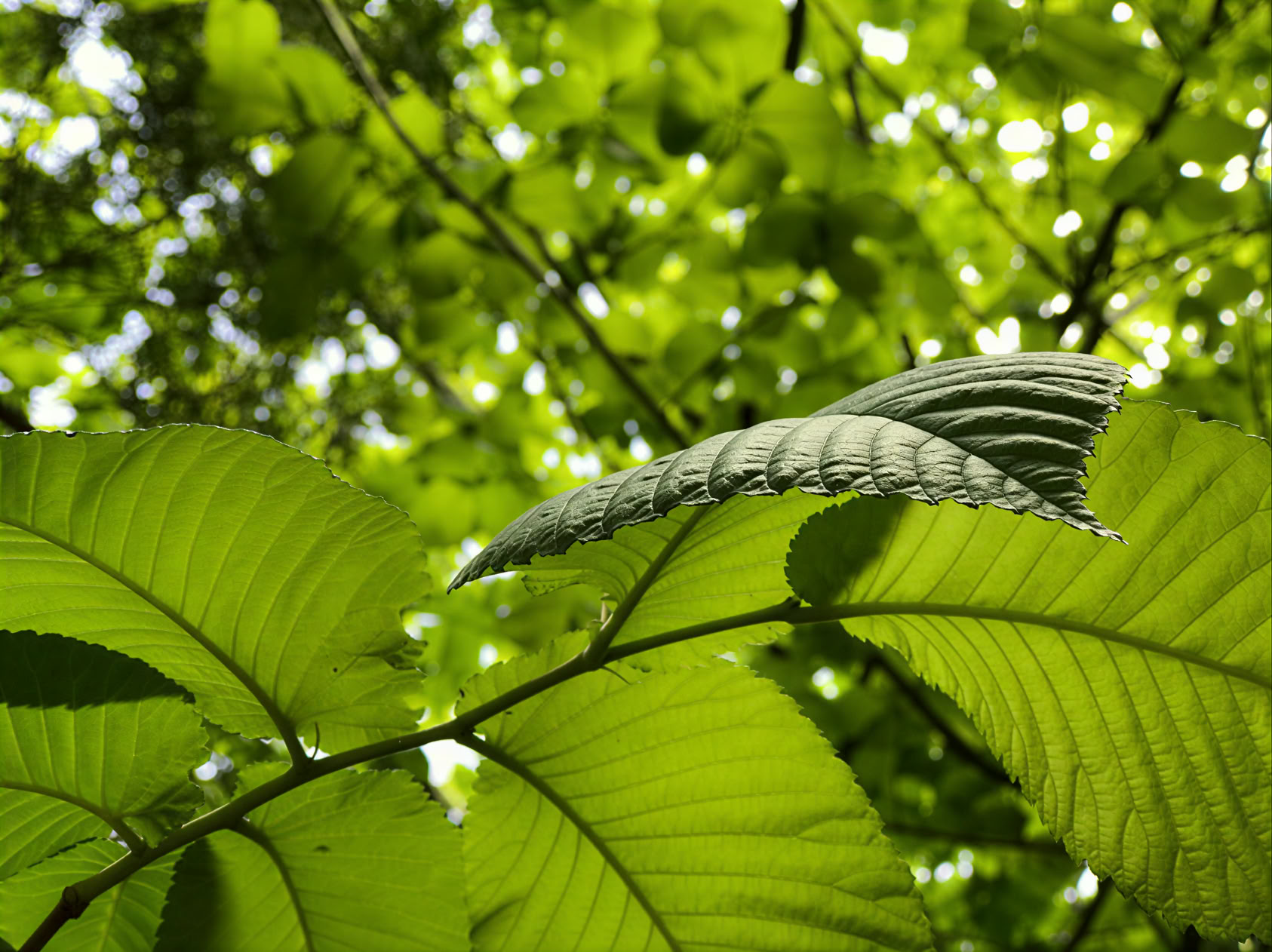 Aromaterapimassage (hverdag)