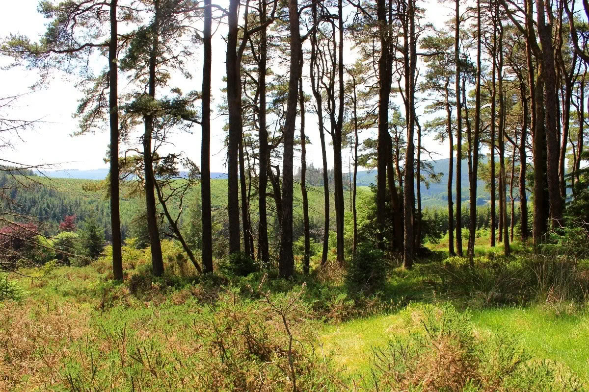 Tilbage til Mucklagh - Samhain — Mucklagh Lodge