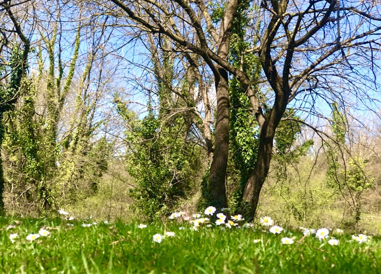 Forankret i naturen: en yoga- og qigong-retreat under træerne
