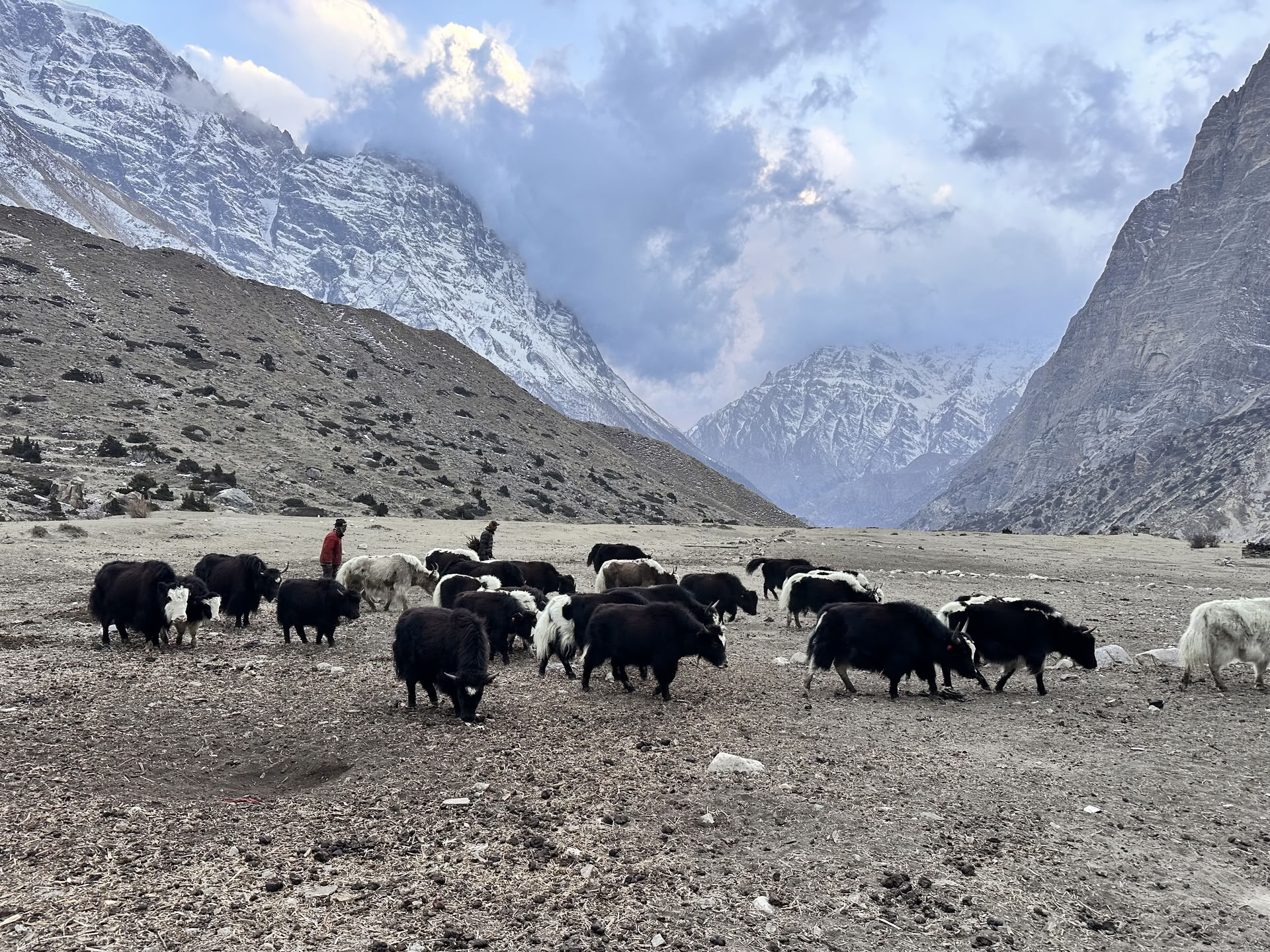 Annapurna-cirklen yoga-trek