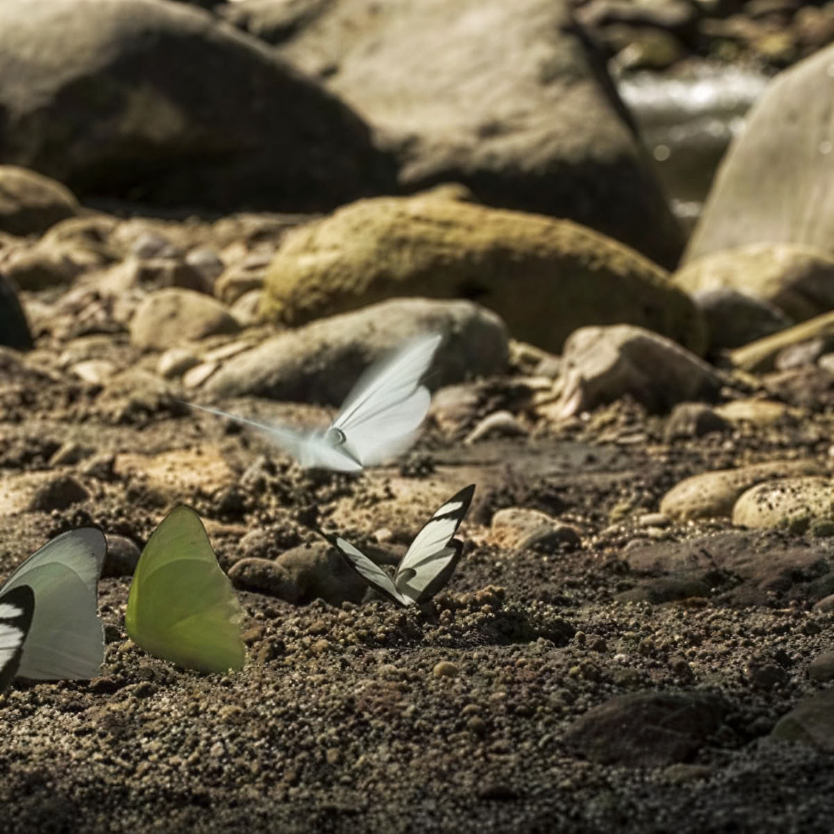 Mindfulness og yoga i naturen