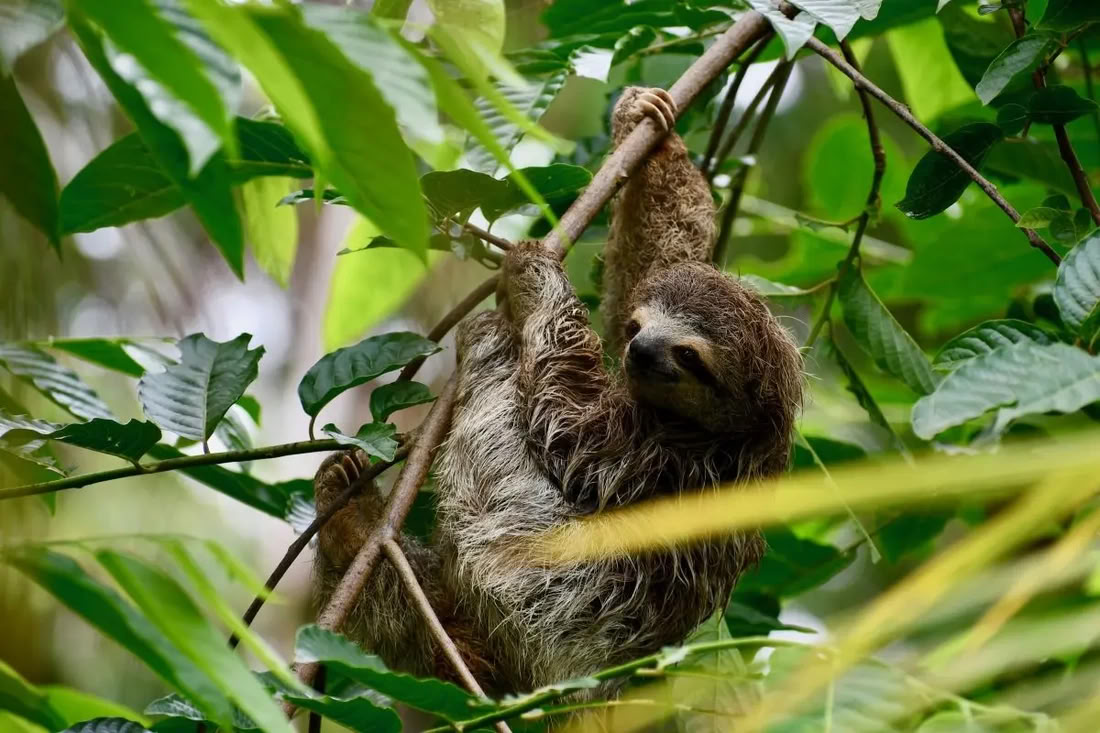 Naturrigt Retreat i Costa Rica