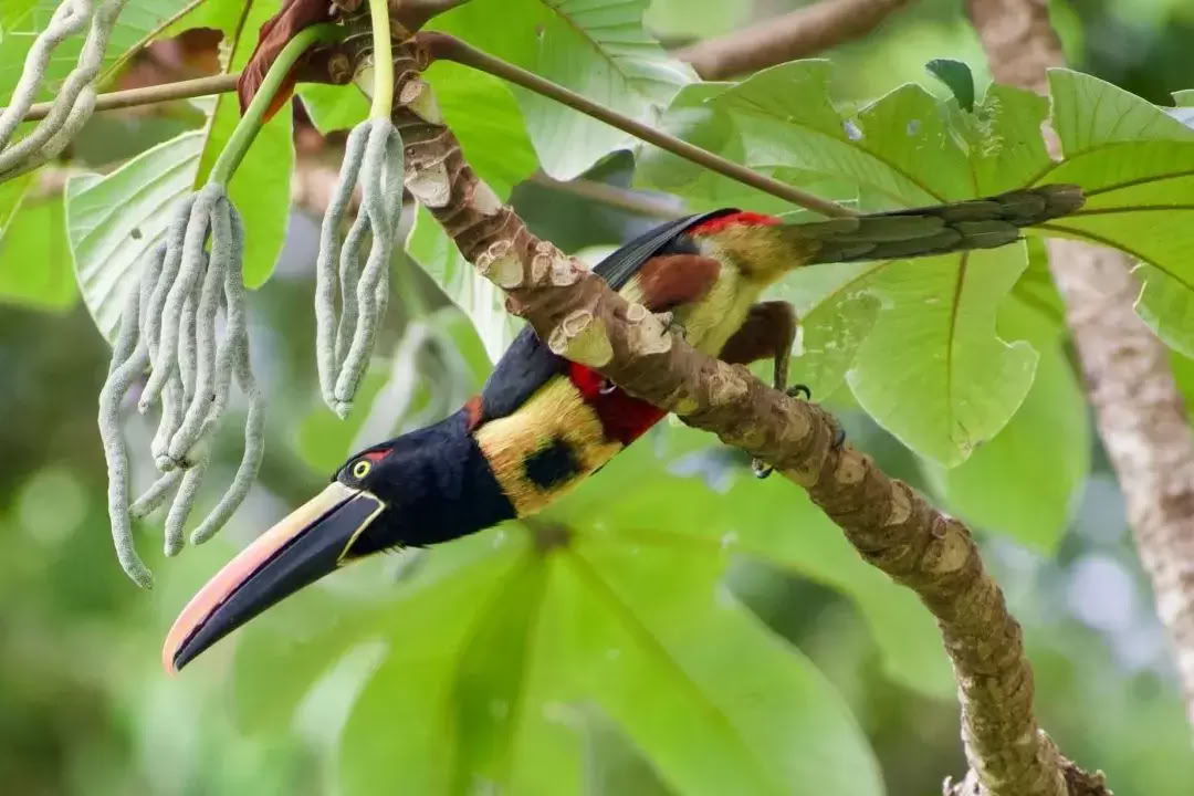 Naturrigt Retreat i Costa Rica
