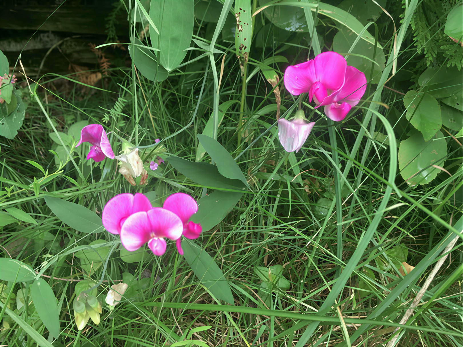 Faciliteret yoga i naturen