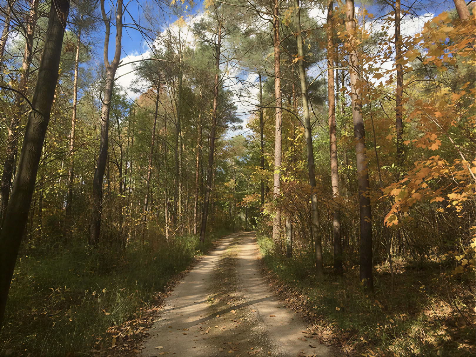 Faciliteret yoga i naturen