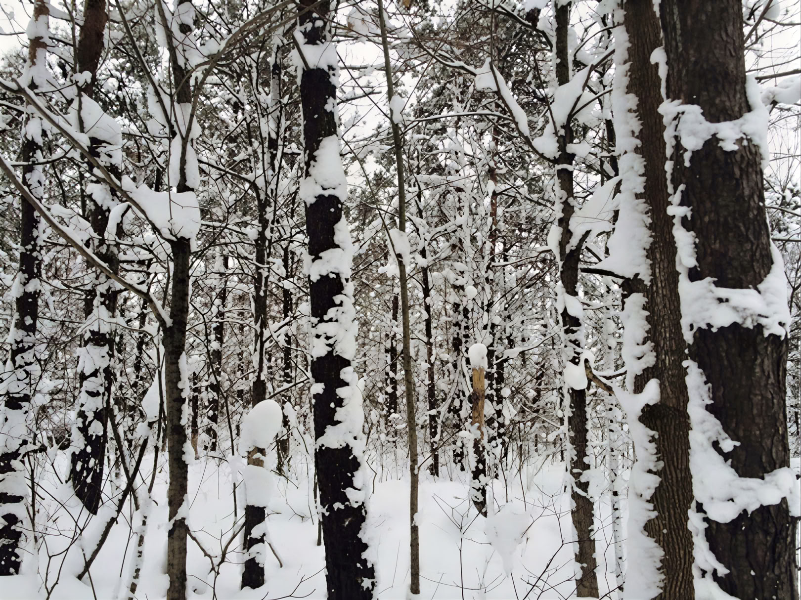 Plantemedicinsk retreat