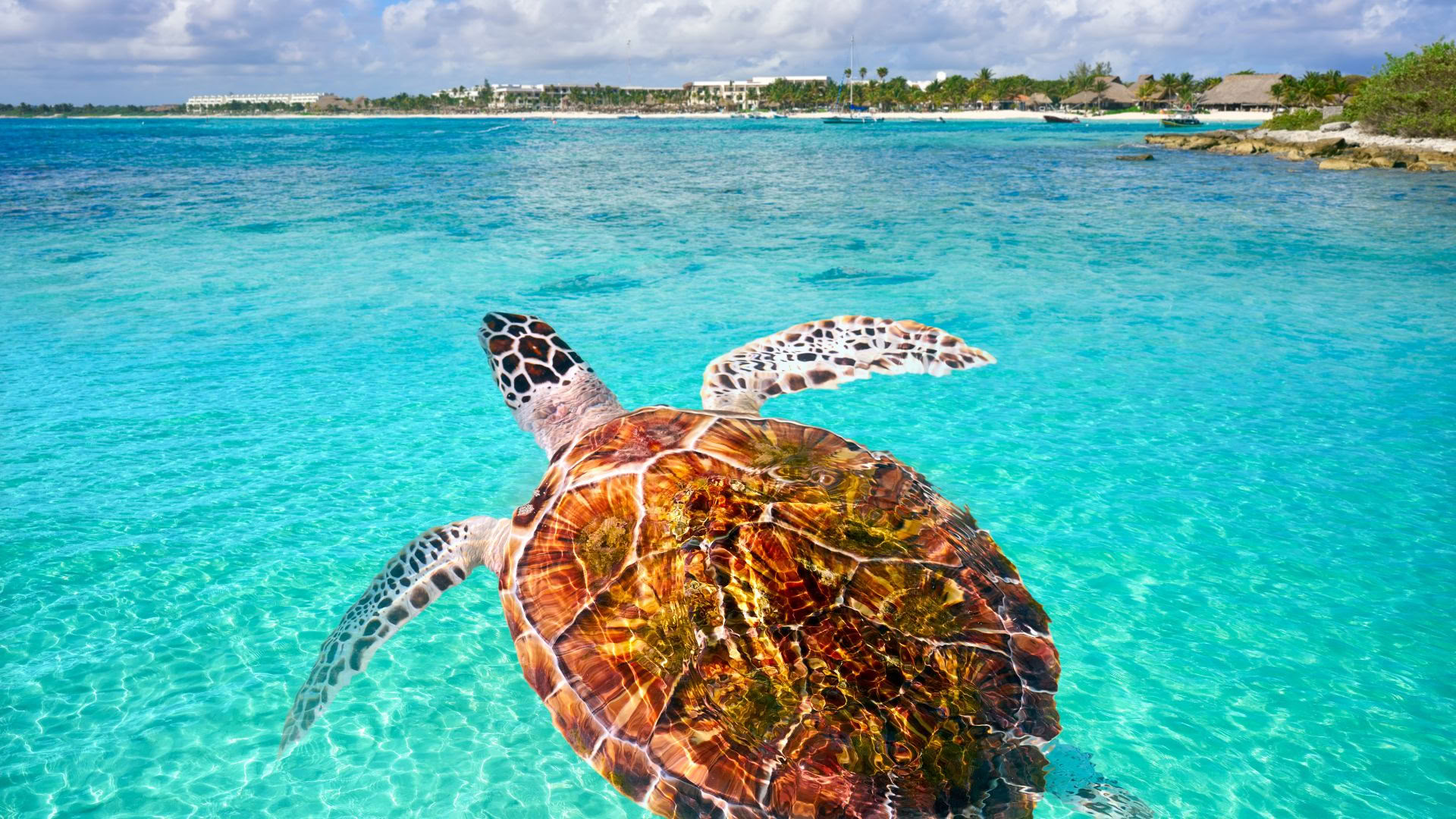 Akumal Wellness-retreat: Suite med havudsigt