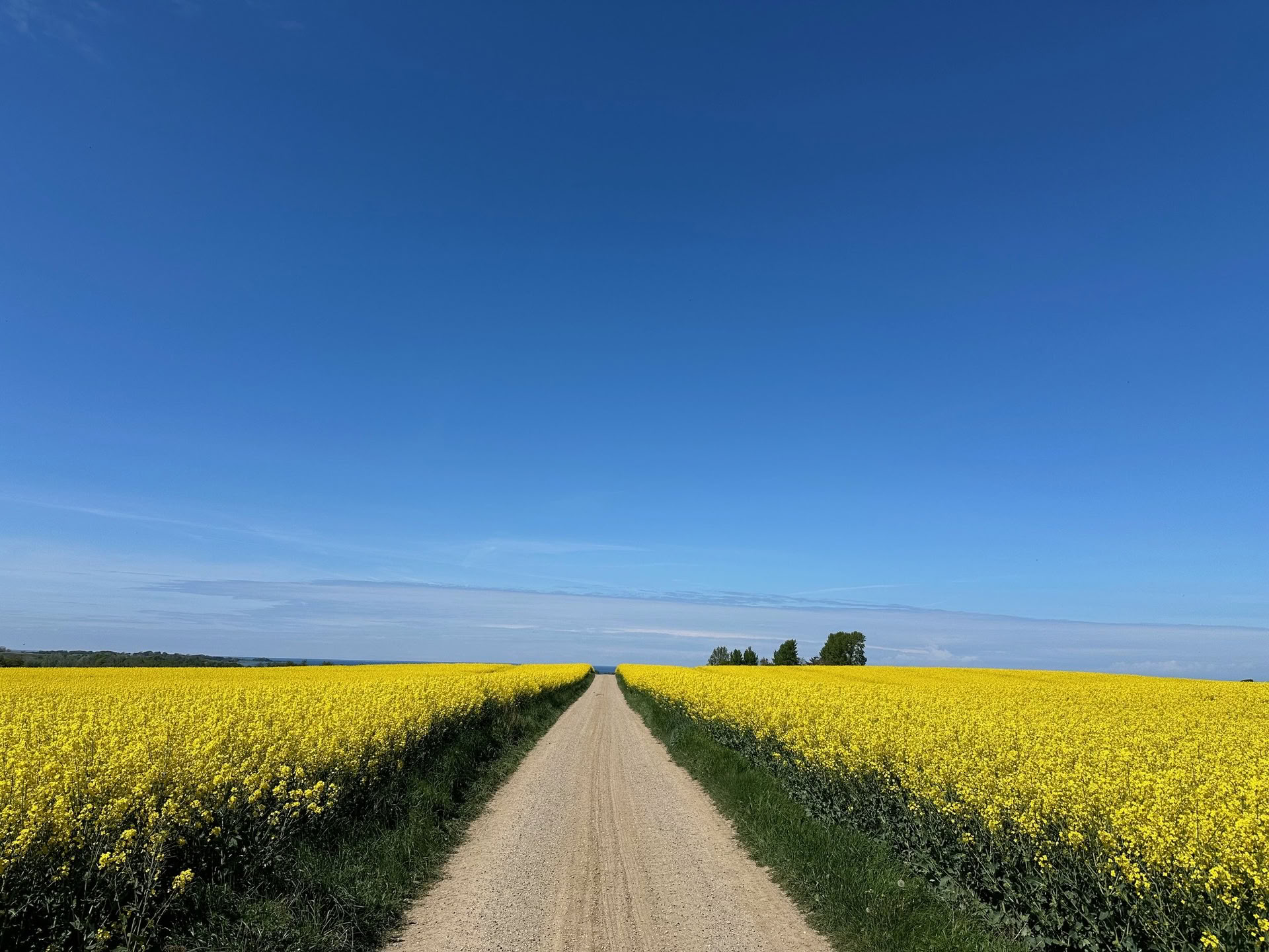 TRE (Trauma-/spændingsfrigørende øvelser) workshop - Nulstil dit nervesystem — The Held Space - retreats og workshops om regulering af nervesystemet for PTSD, kompleks PTSD, angst, udbrændthed, sorg, traumer, kroniske smerter,