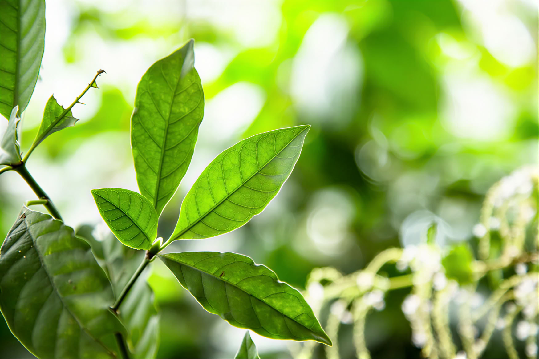 1-dags ayahuasca-retreat