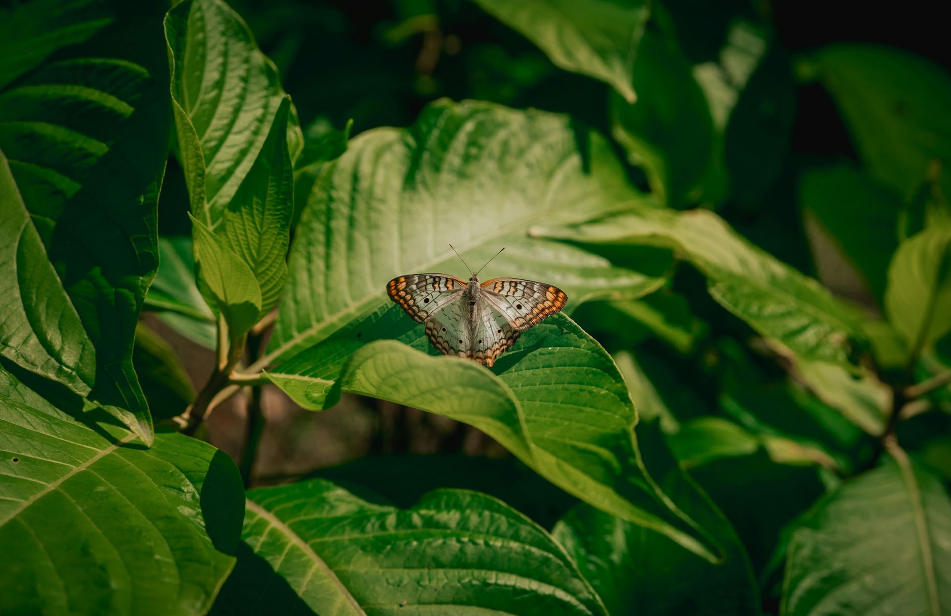 Yoga-retreat i naturen