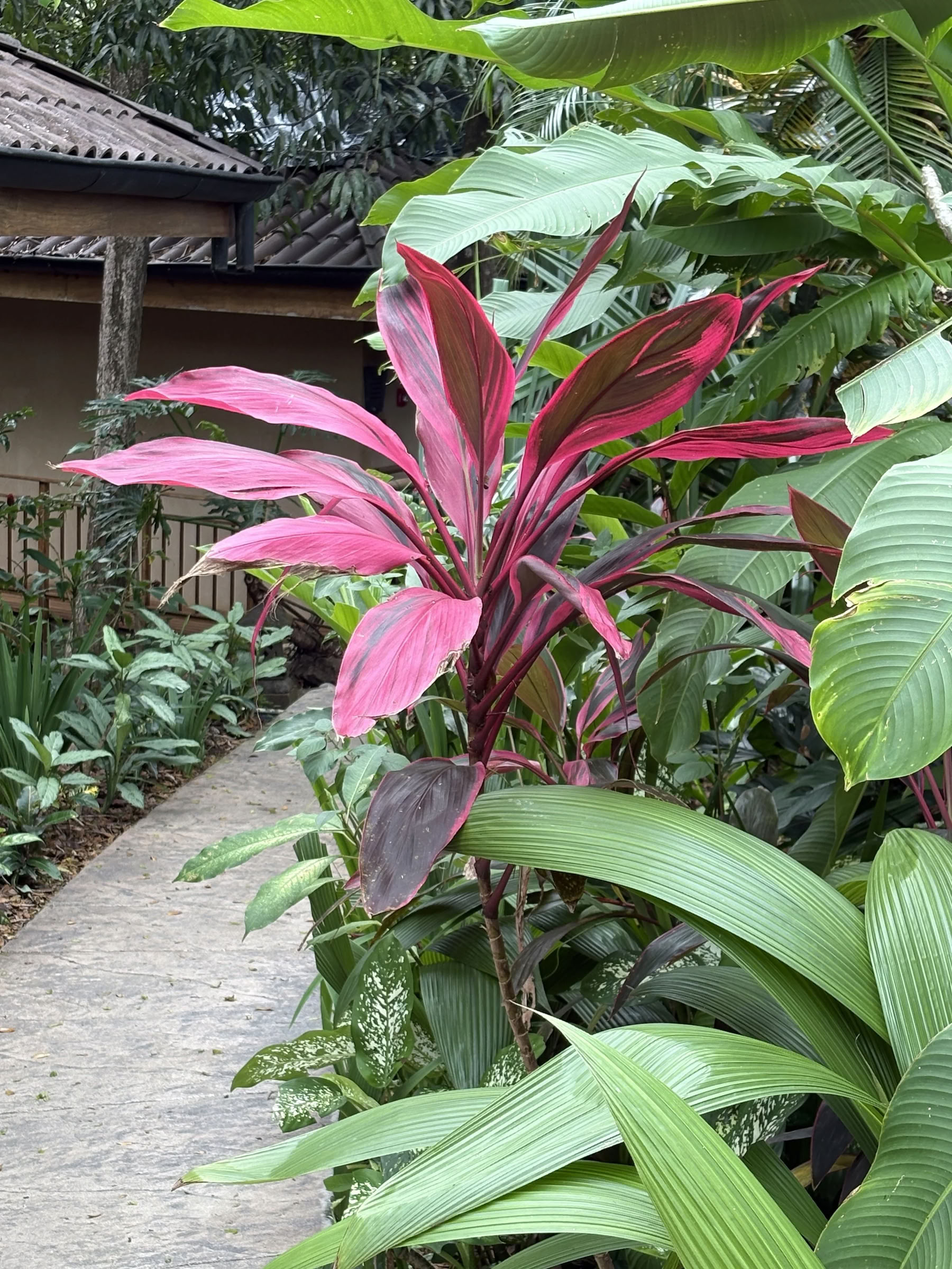 Costa Rica-retreat i januar 2027