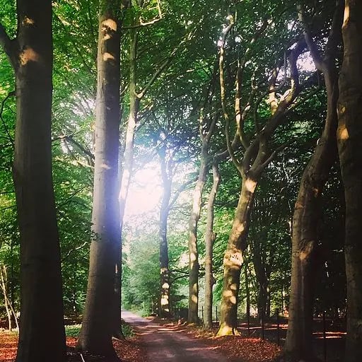 De Hoorneboeg, Holland