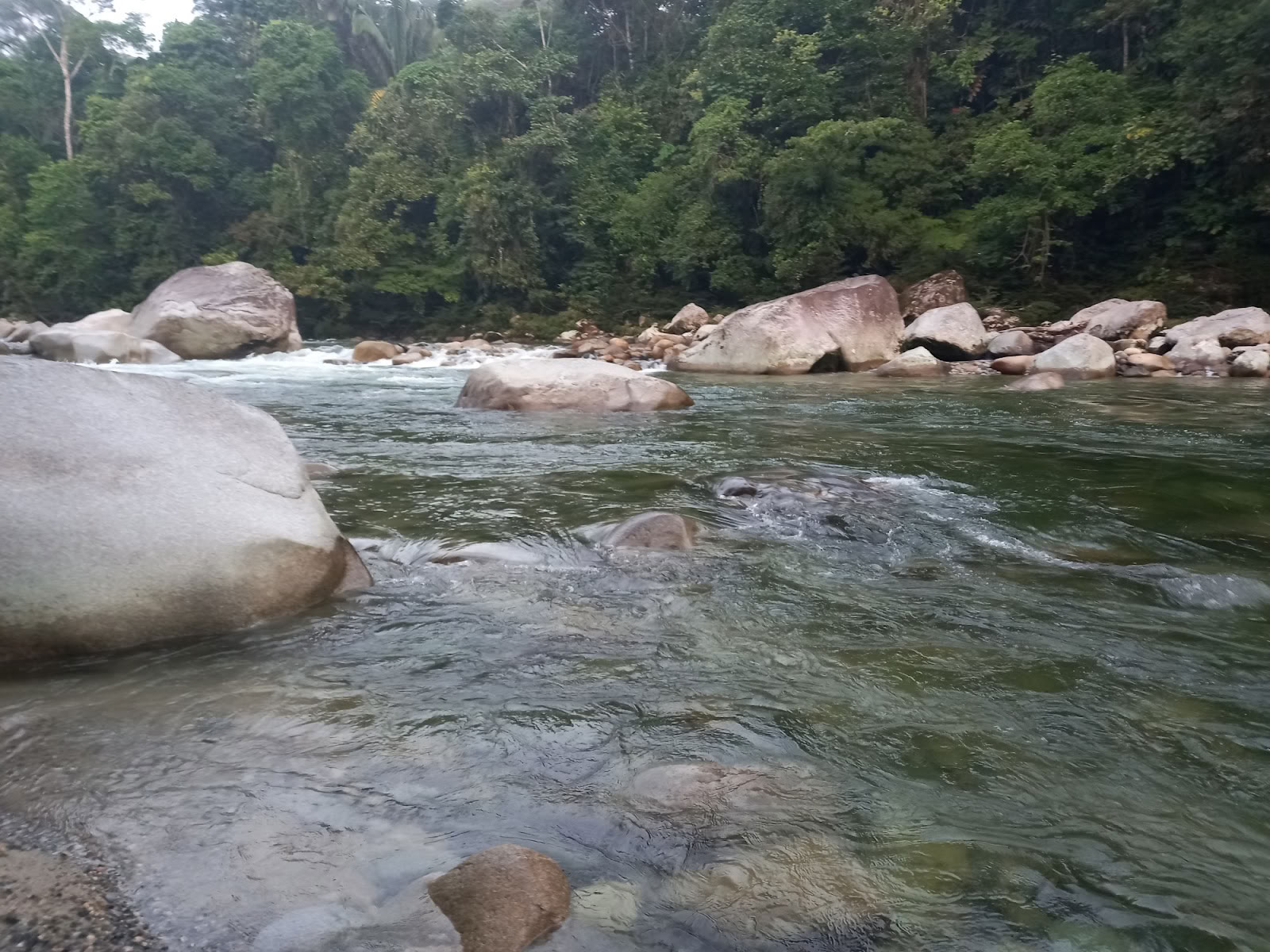 Fjerkrone Ayahuasca Ecuador