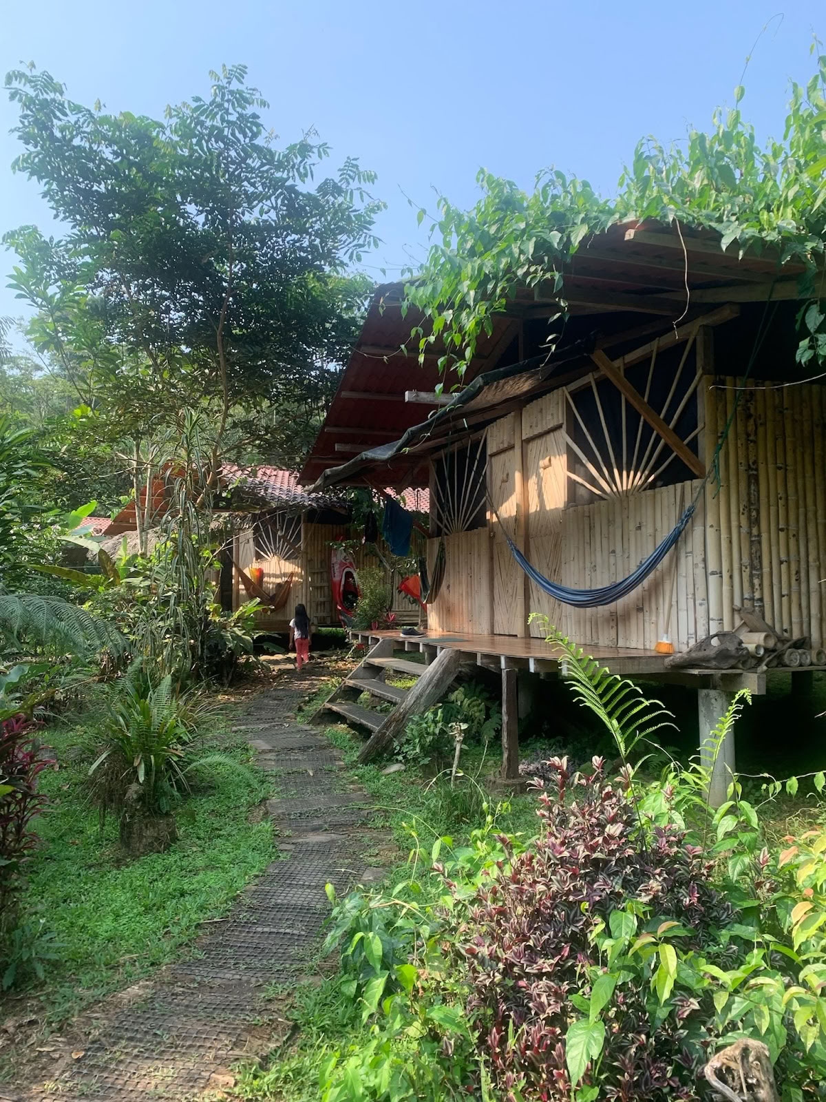 Fjerkrone Ayahuasca Ecuador