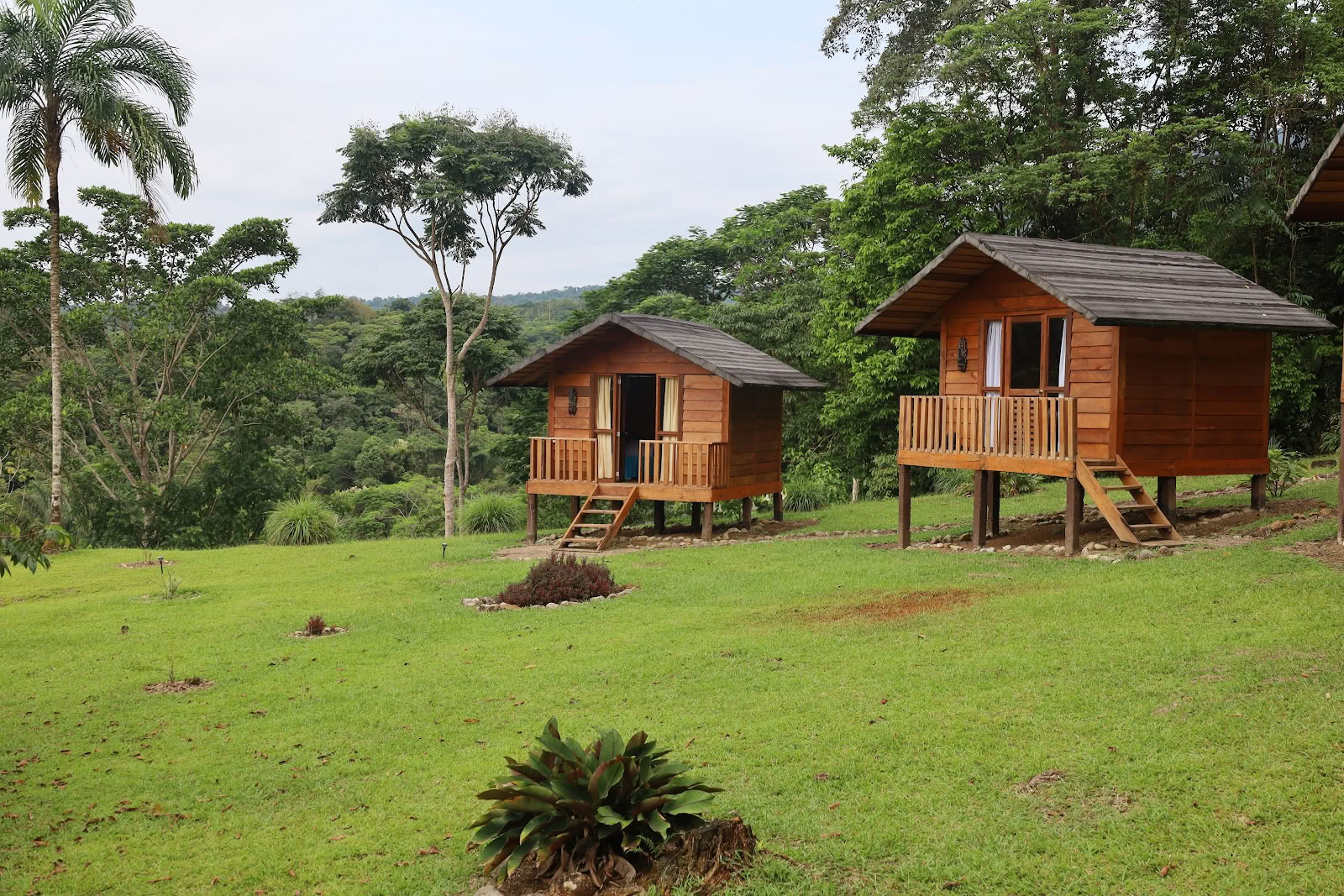 Jungle Harmony - Ayahuasca-retreats Yagé