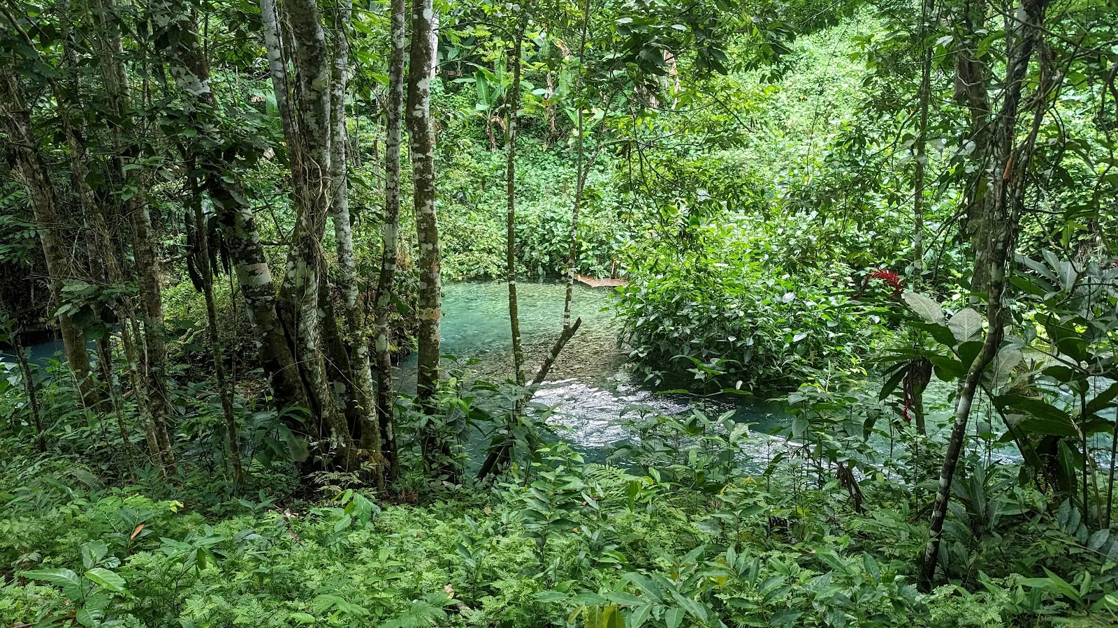 Mycelia-retreat på Jamaica