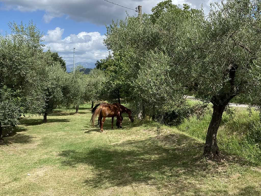 Yoga i Ciociaria