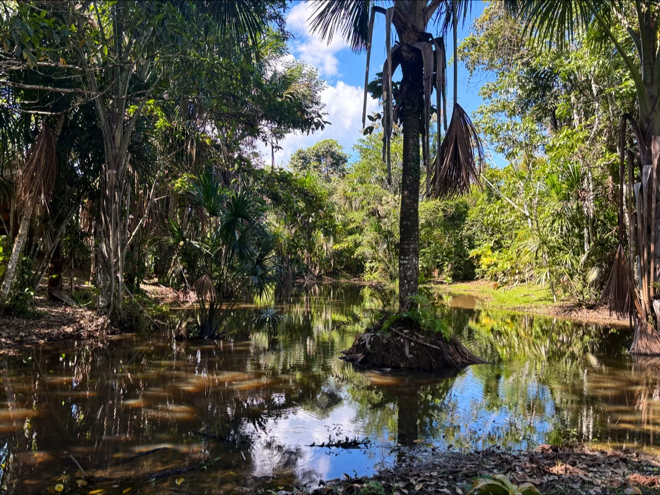 Planta Maestra Ayahuasca Healing Center, Iquitos, Peru