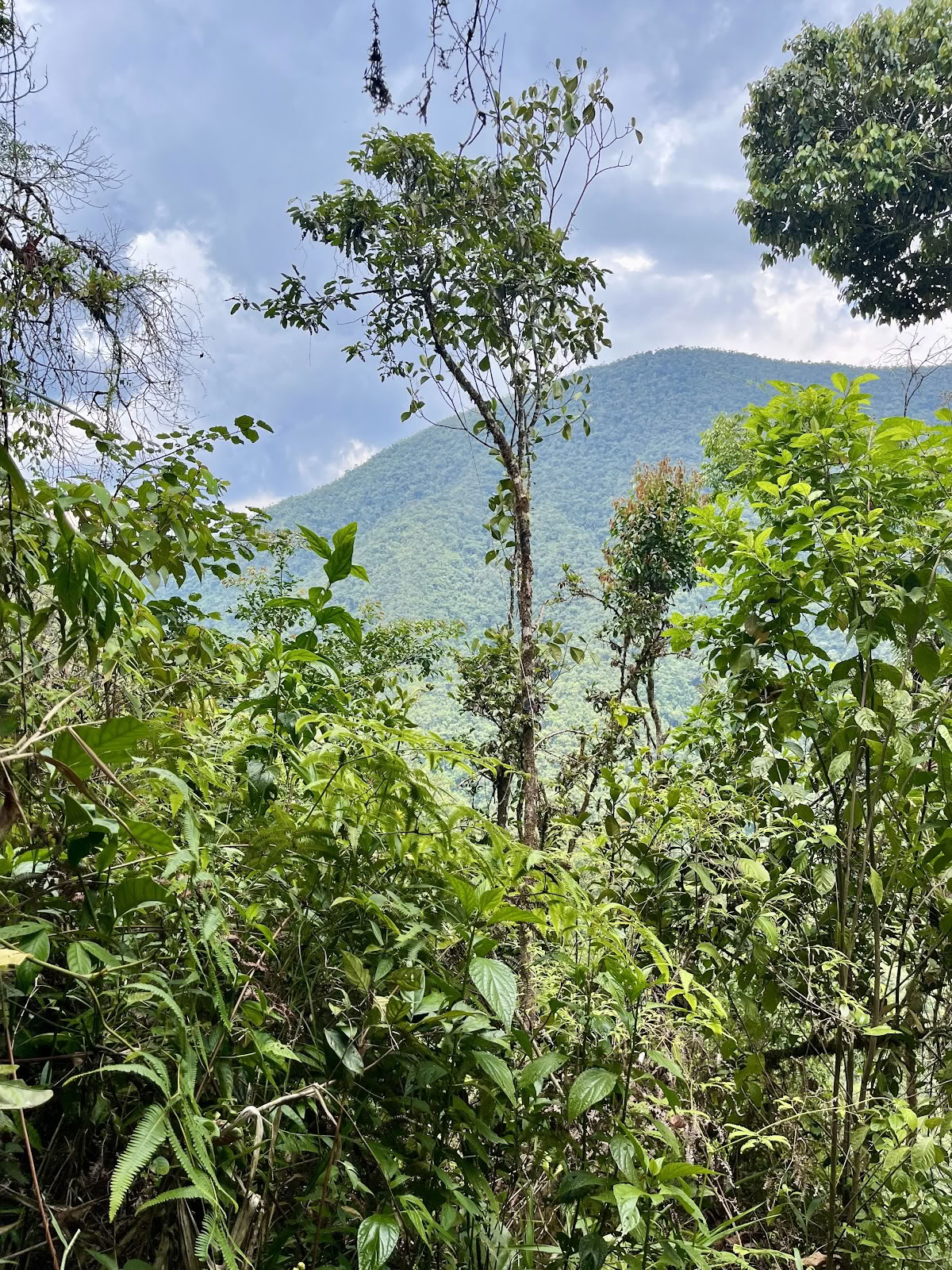 Pachamamas hjerte