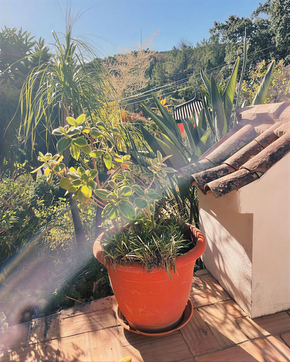 Juice-detox- og yogaretreat på Moinhos Velhos