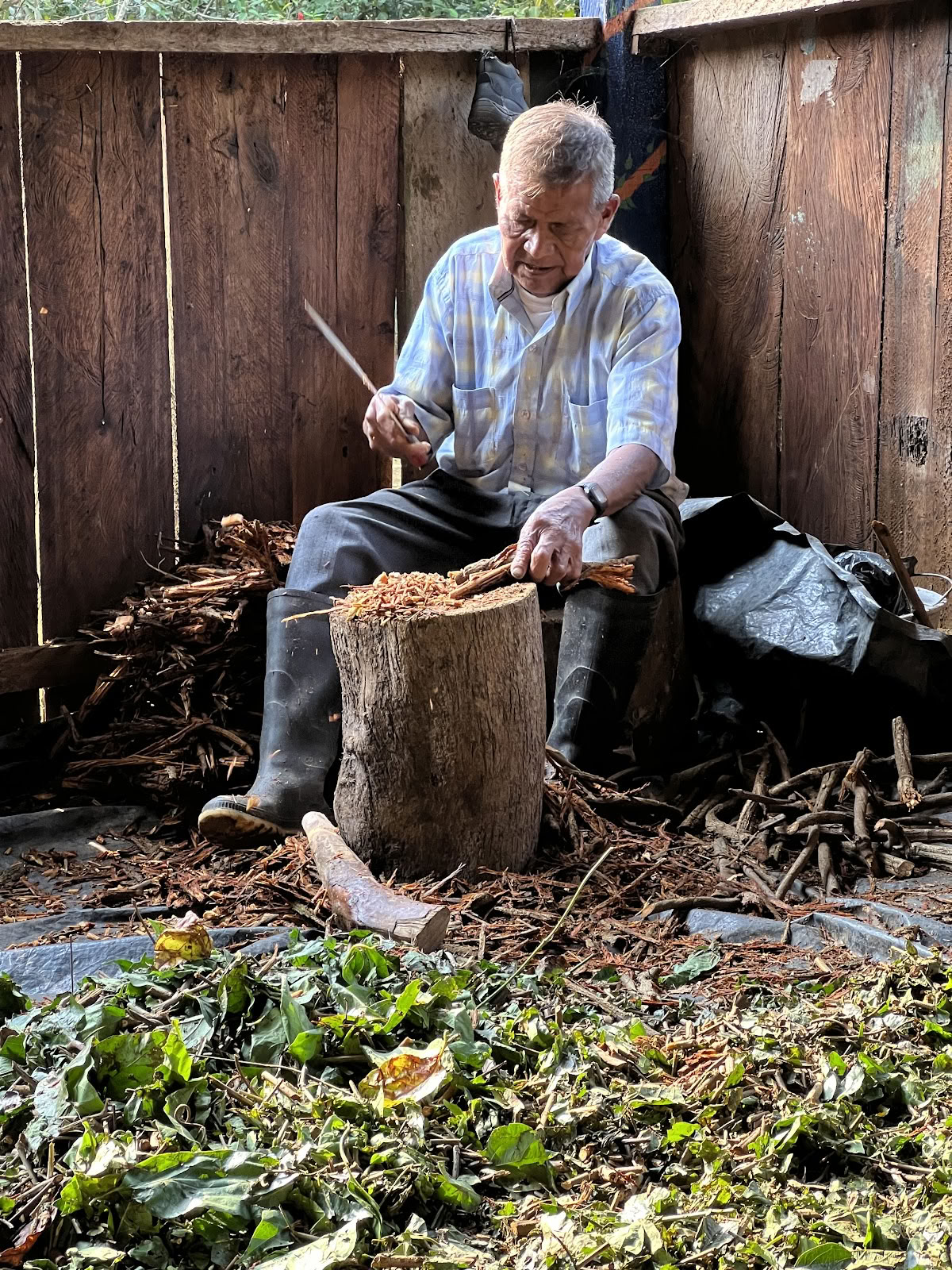Ayahuasca-ånd Colombia