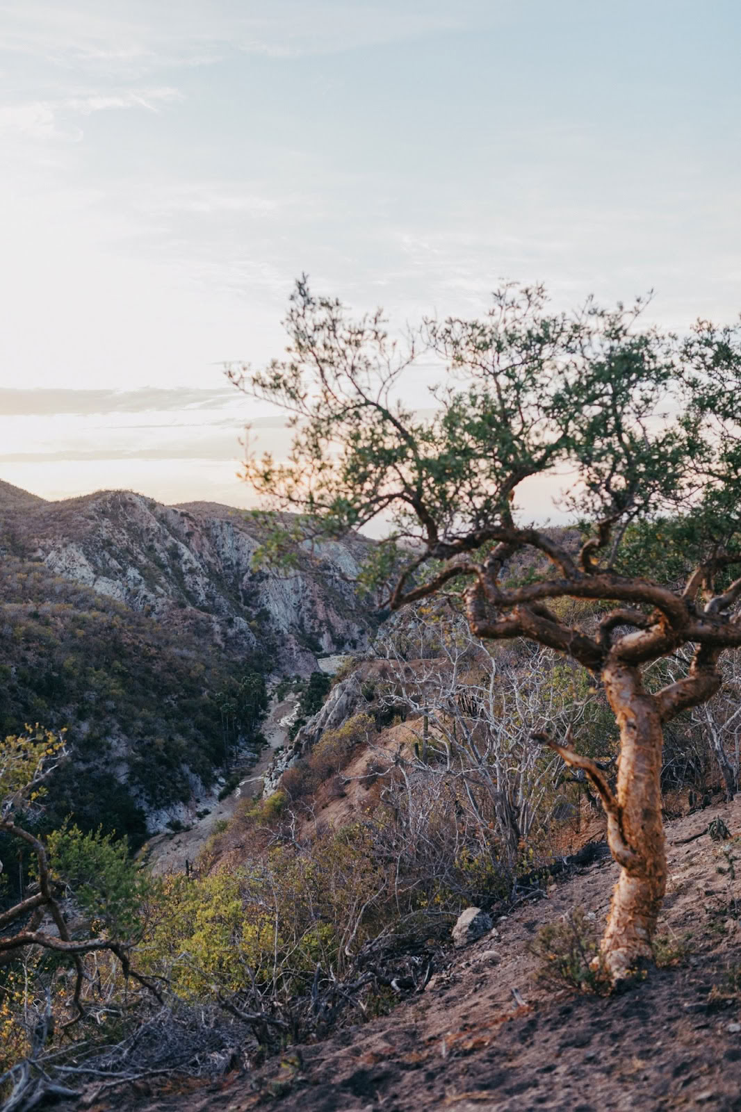Æterisk | Baja California Sur