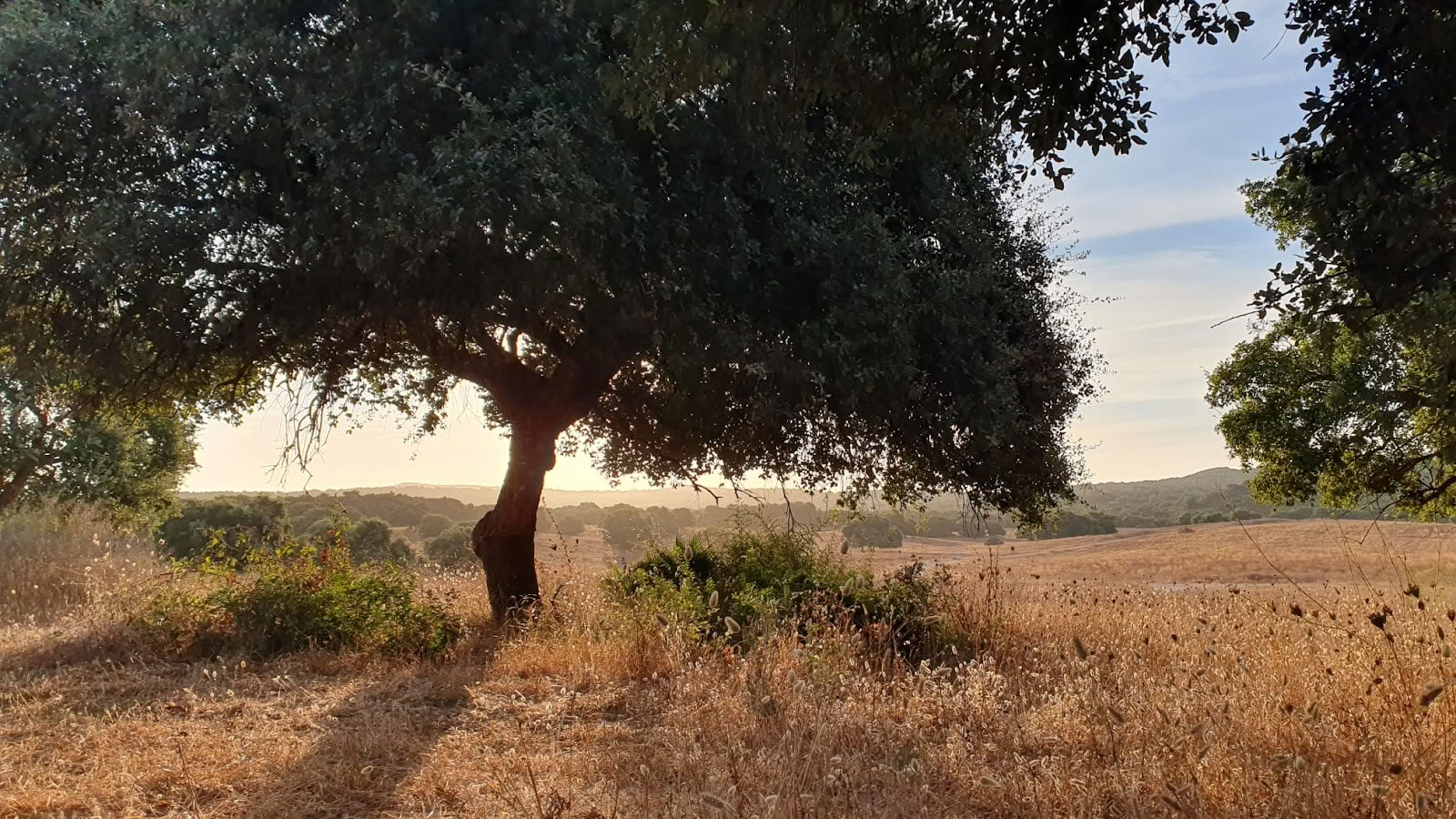 Yoga med María | Sotogrande