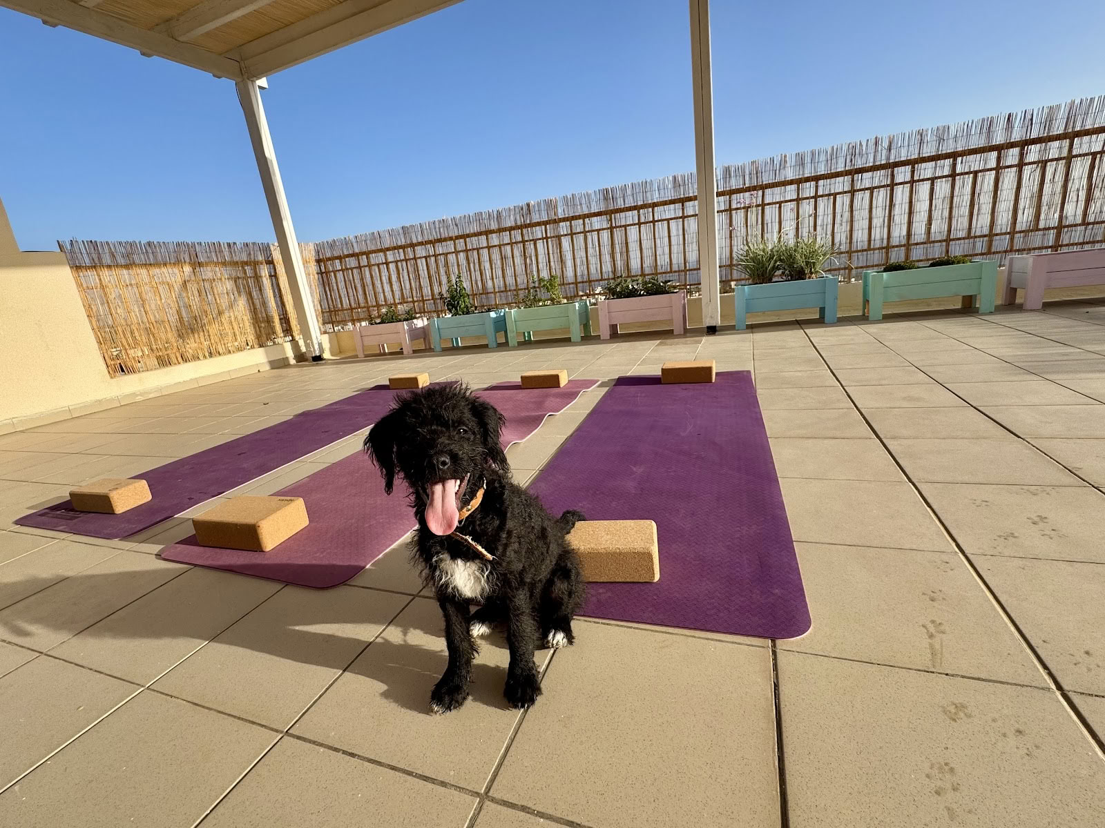 Hvalpeyoga-retreat
