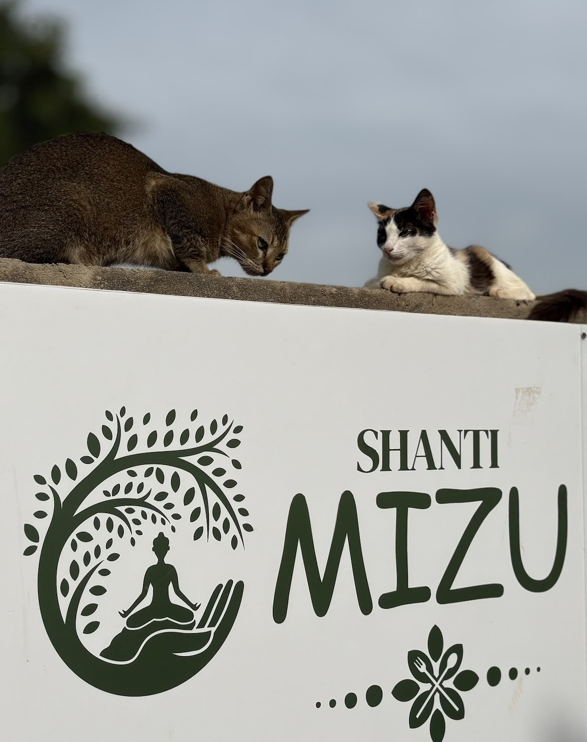 Shanti MIZU | Bedste yogaretreat i Arambol, Goa