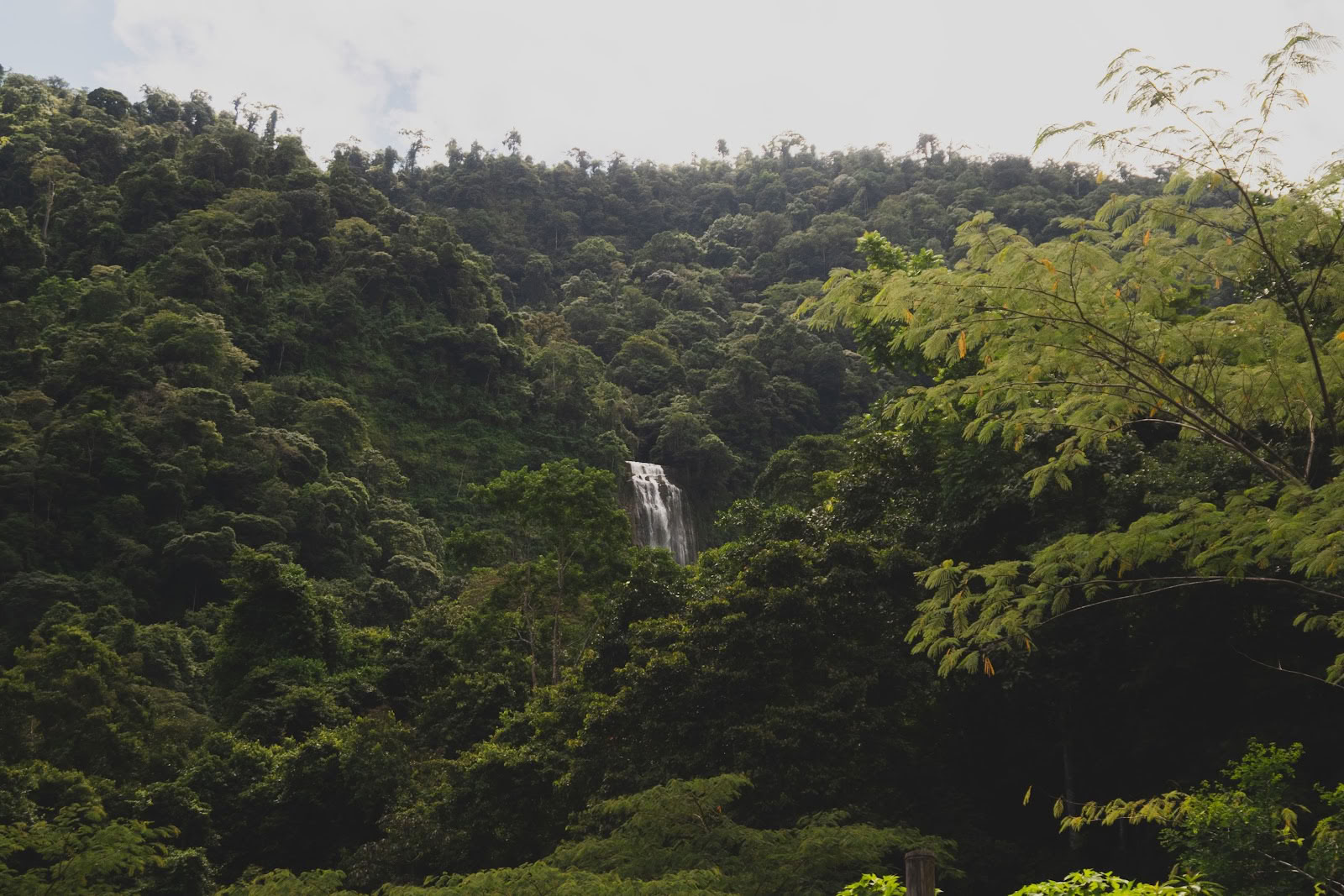 Finca Shambhala Økologisk