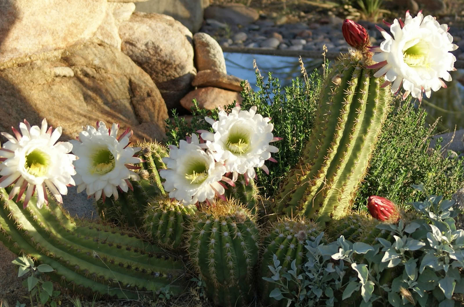 Retreatcenteret Spirit in the Desert