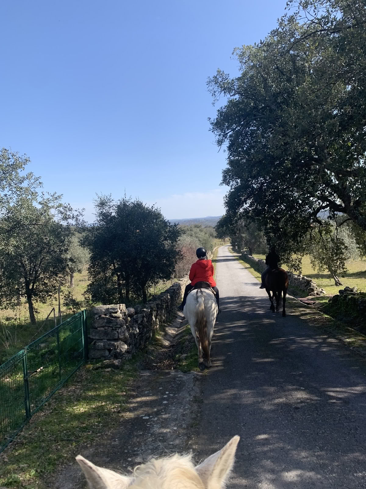 Marvão Heste