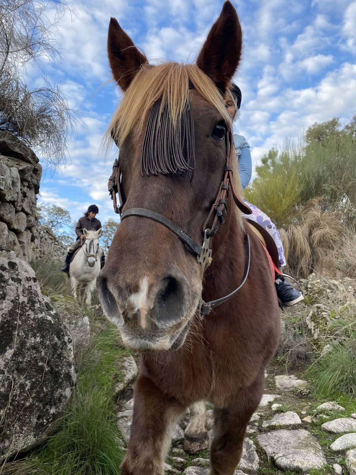 Marvão Heste