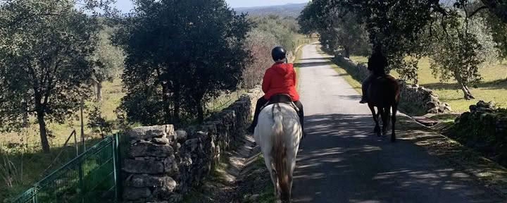 Marvão Heste