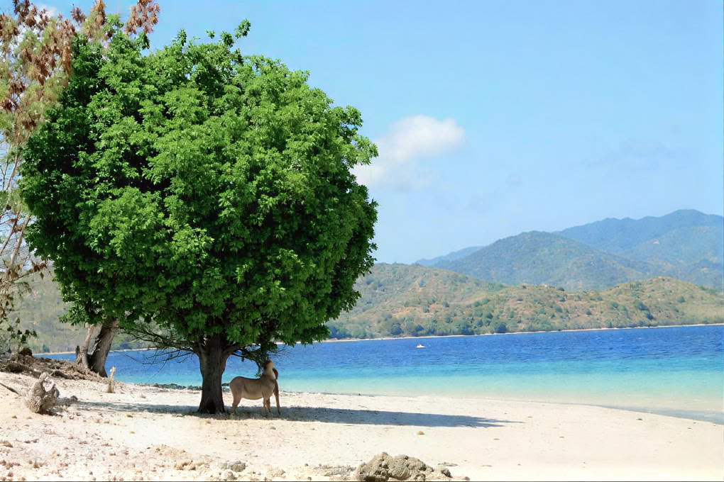 Gili Asahan Øko-lodge & Restaurant